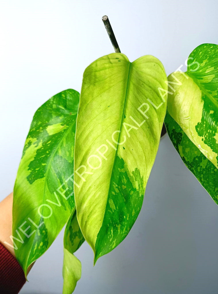 Philodendron jose buono