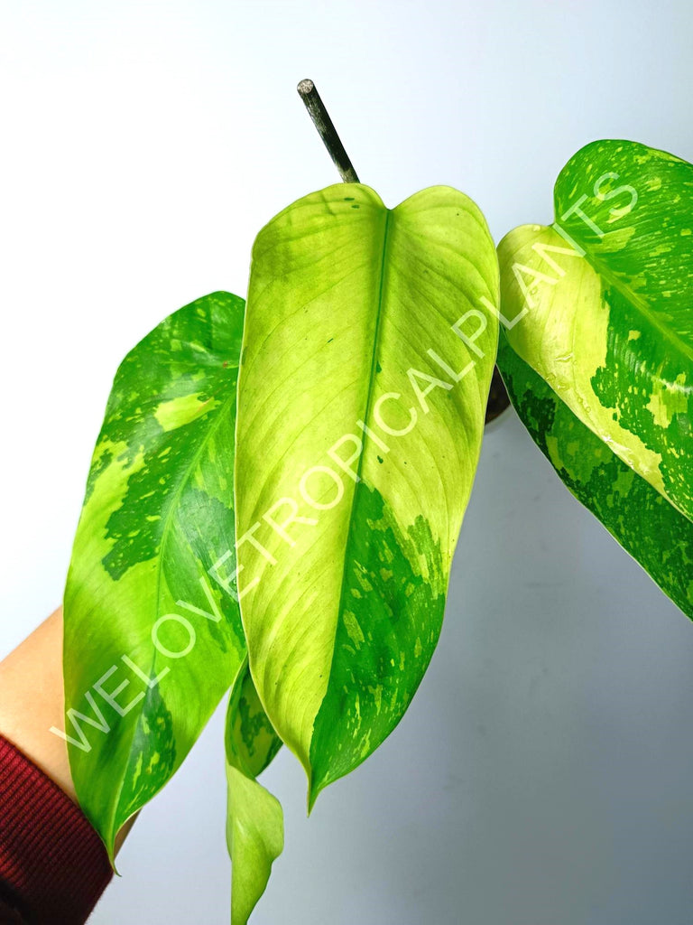 Philodendron jose buono