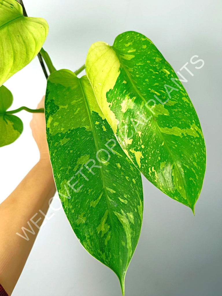 Philodendron jose buono