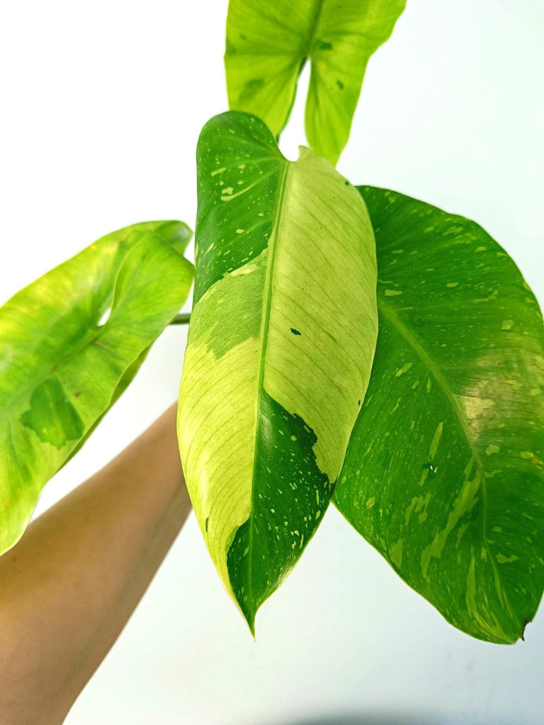 Philodendron jose buono variegata