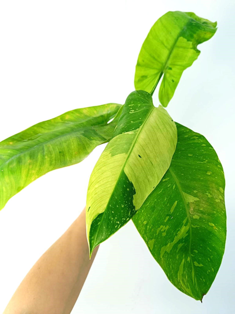 Philodendron jose buono variegata