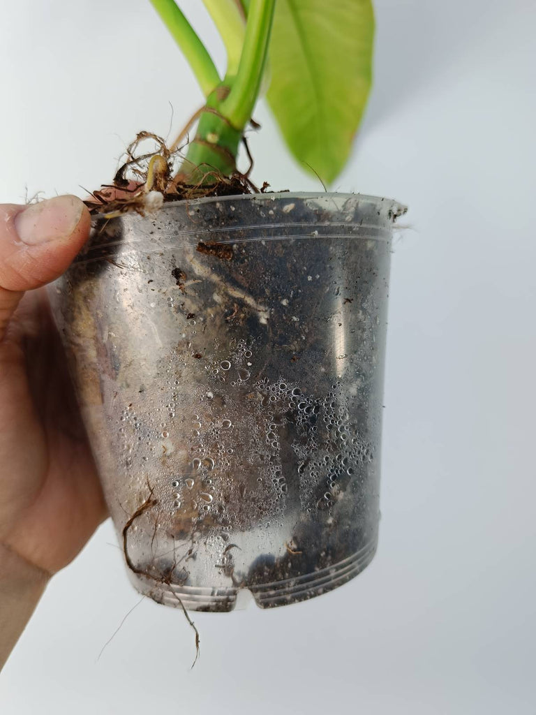 Philodendron jose buono variegata