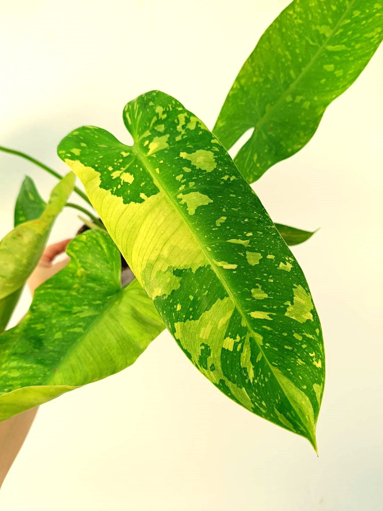 Philodendron jose buono variegata