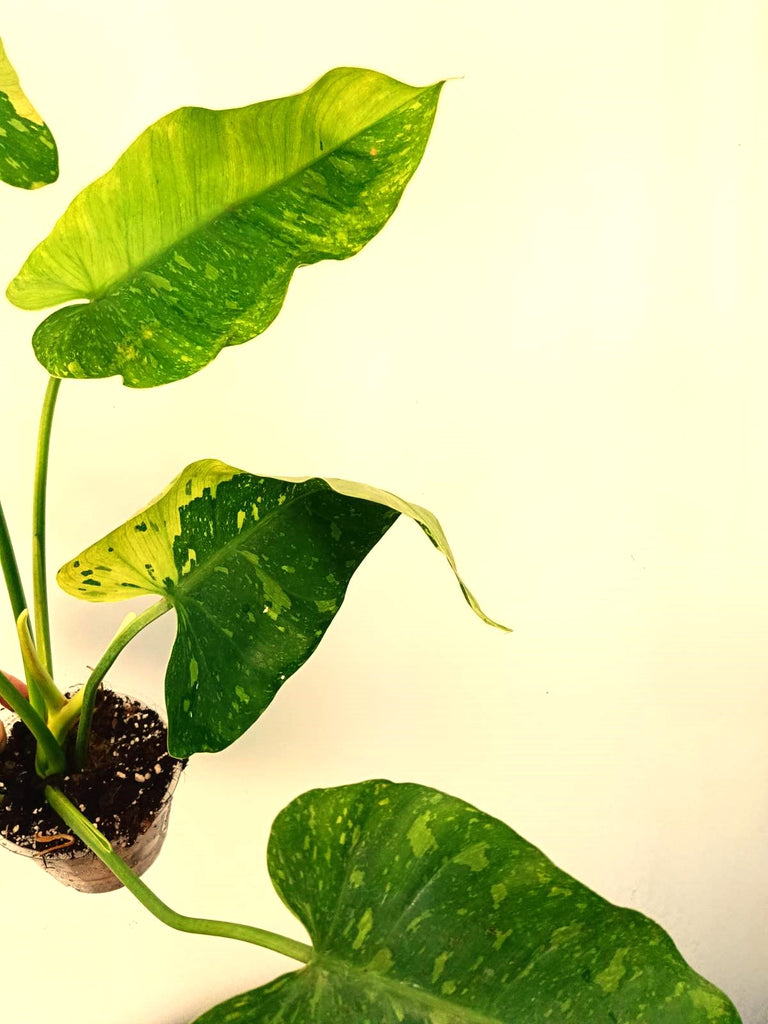 Philodendron jose buono variegata