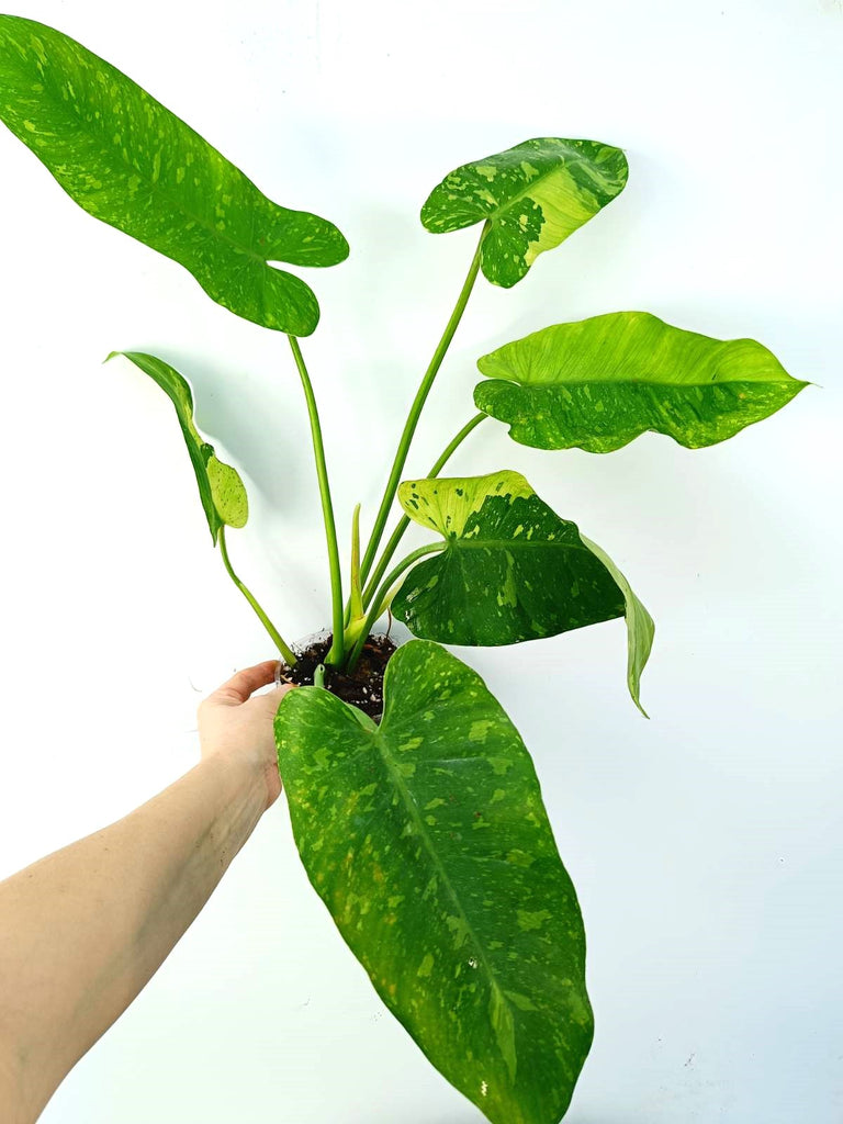 Philodendron jose buono variegata