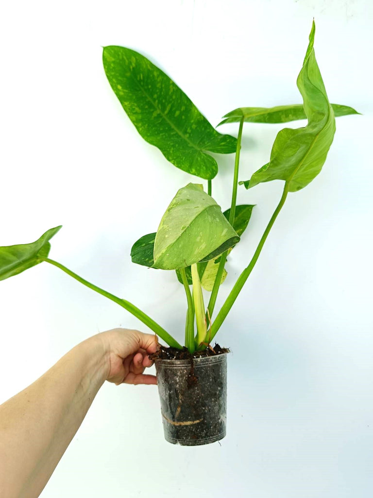 Philodendron jose buono variegata