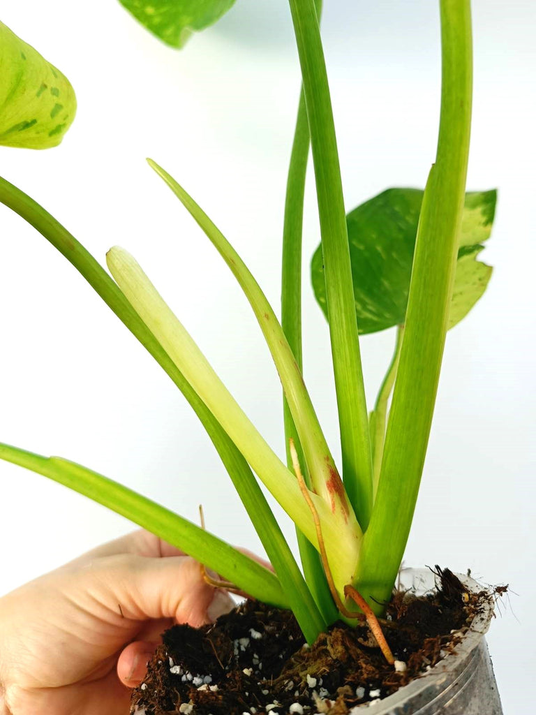 Philodendron jose buono variegata