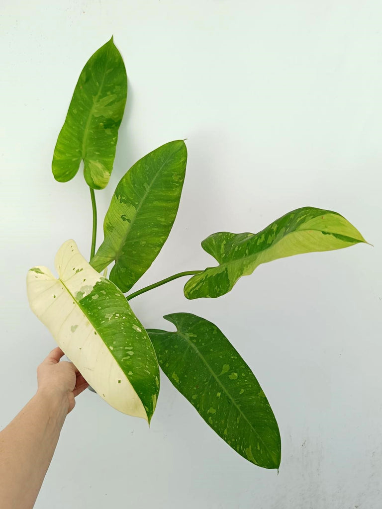 Philodendron jose buono variegata