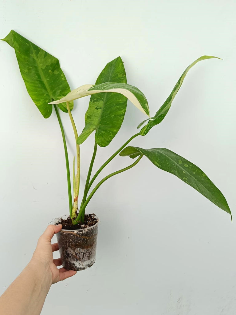 Philodendron jose buono variegata