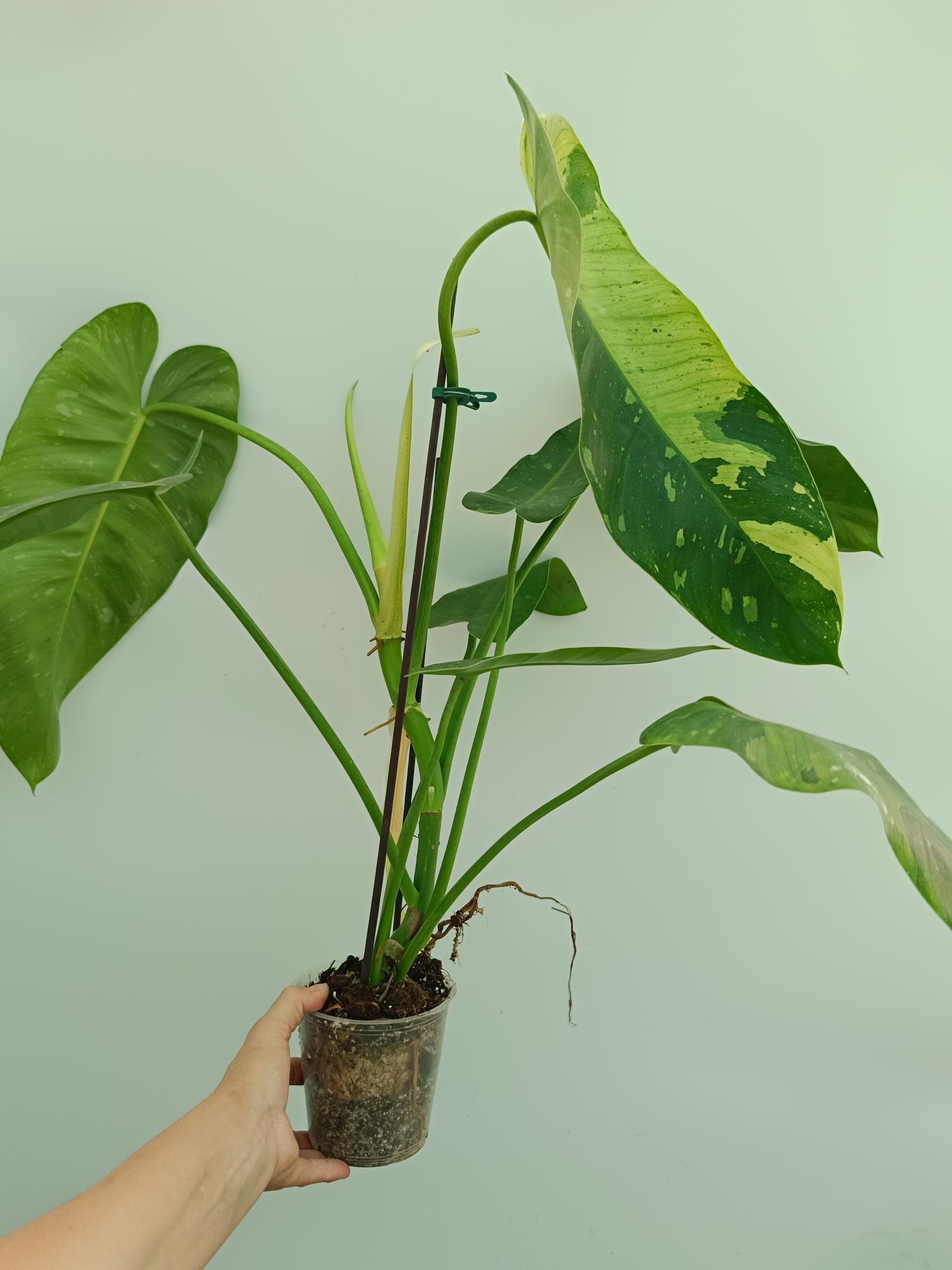 philodendron europe Philodendron jose buono XL