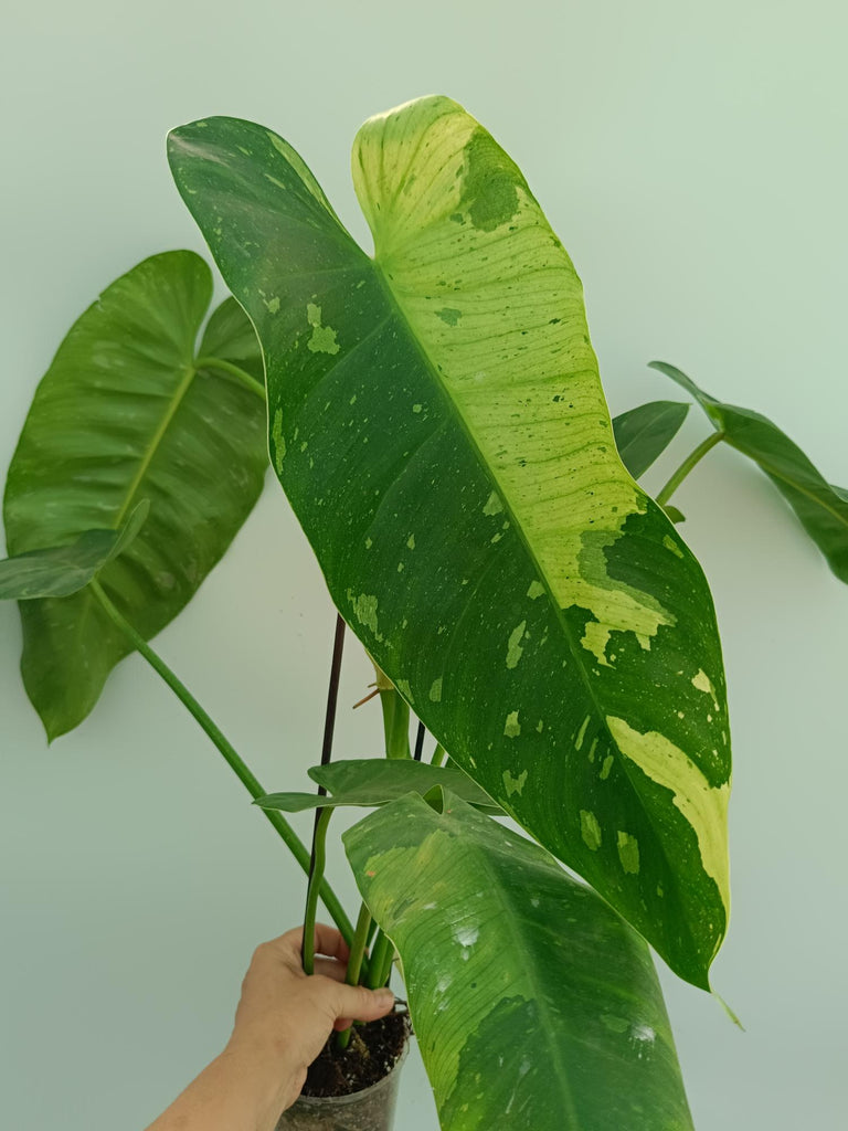 Philodendron jose buono