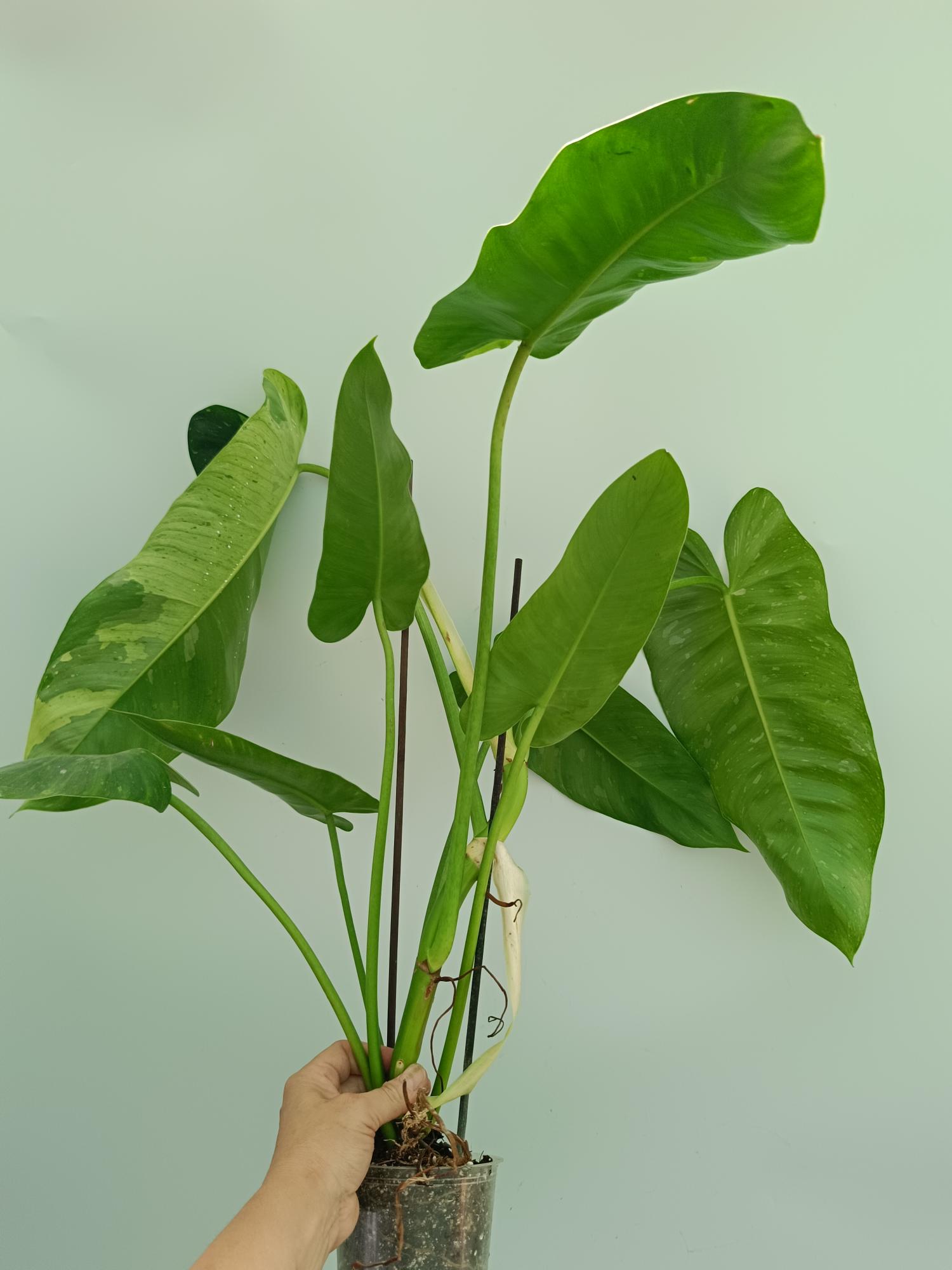 Philodendron jose buono XL | Welovetropicalplants