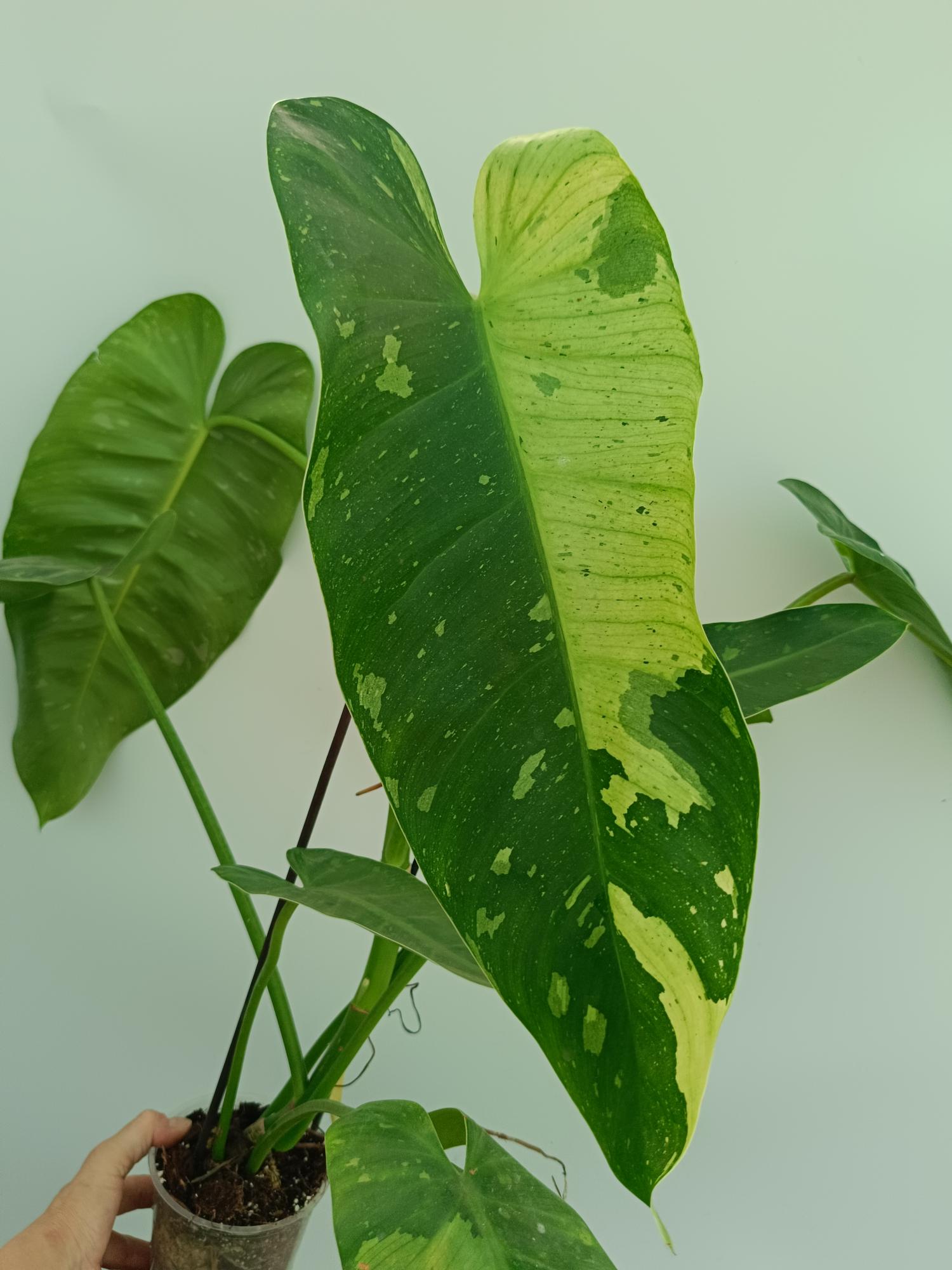 philodendron jose buono origin Philodendron jose buono XL