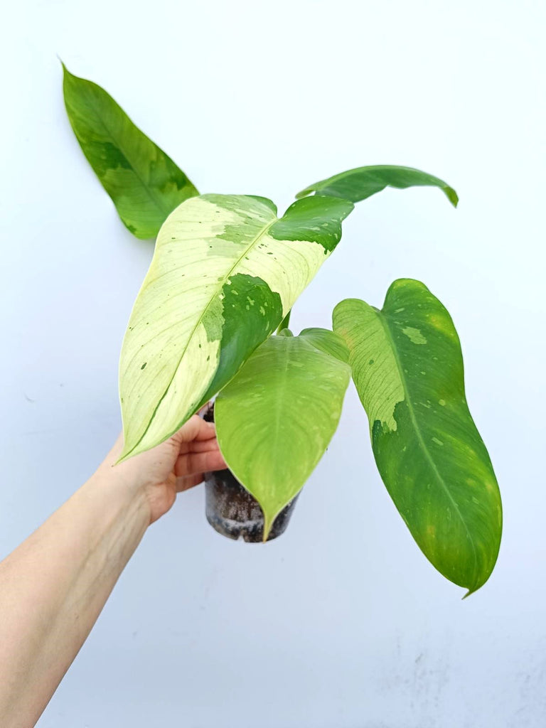 Philodendron jose buono variegata