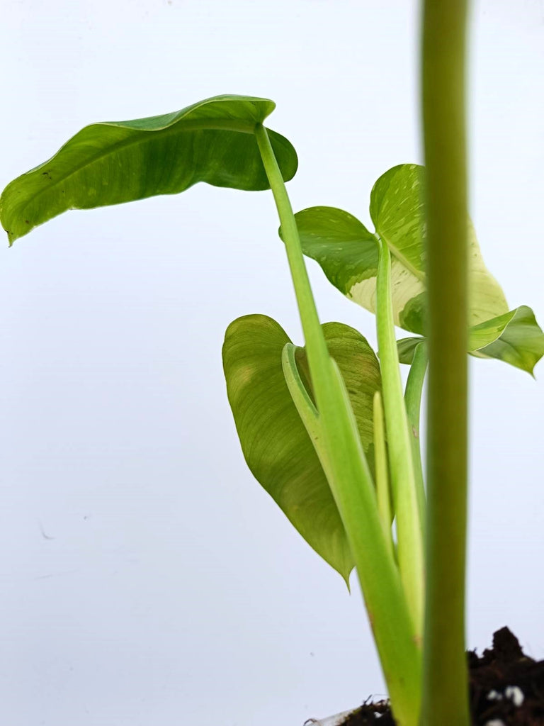 Philodendron jose buono variegata