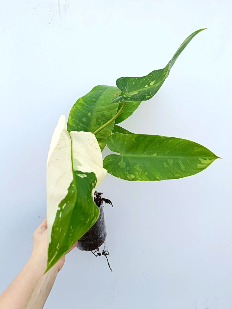 Philodendron jose buono variegata