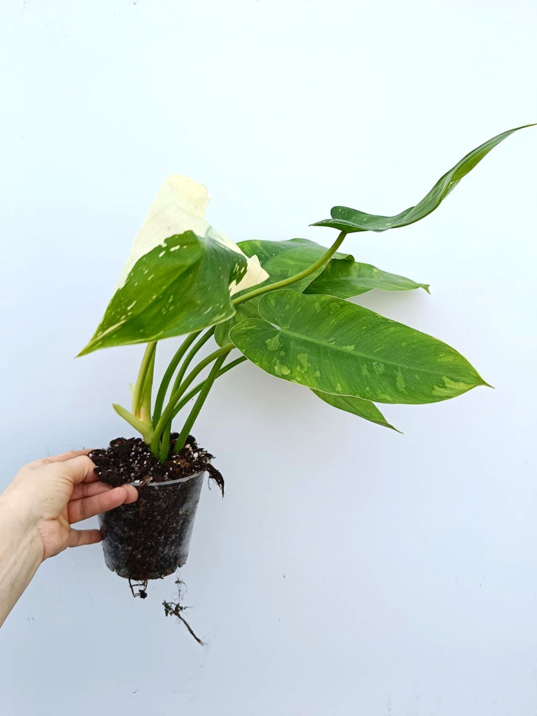 Philodendron jose buono variegata