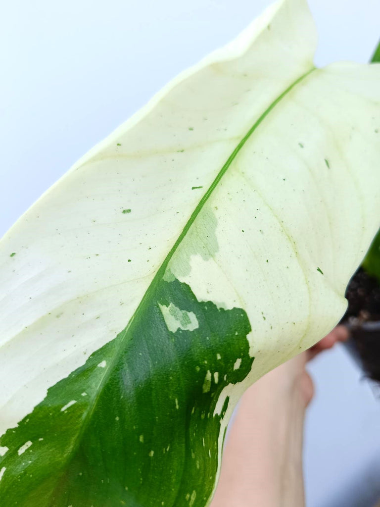 Philodendron jose buono variegata