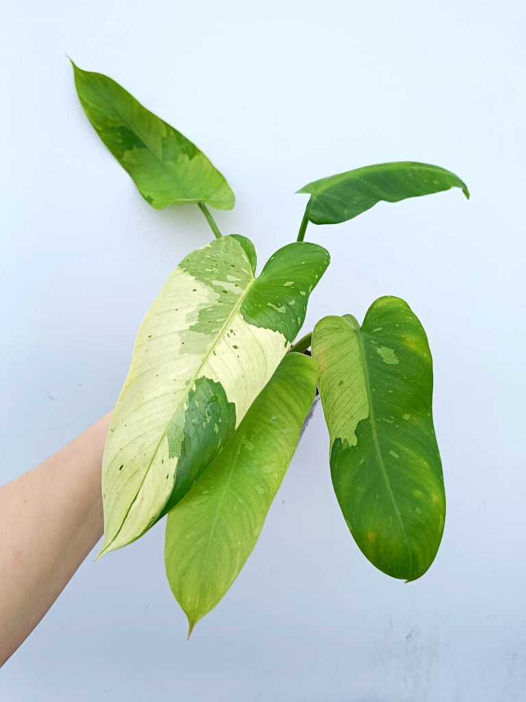 Philodendron jose buono variegata