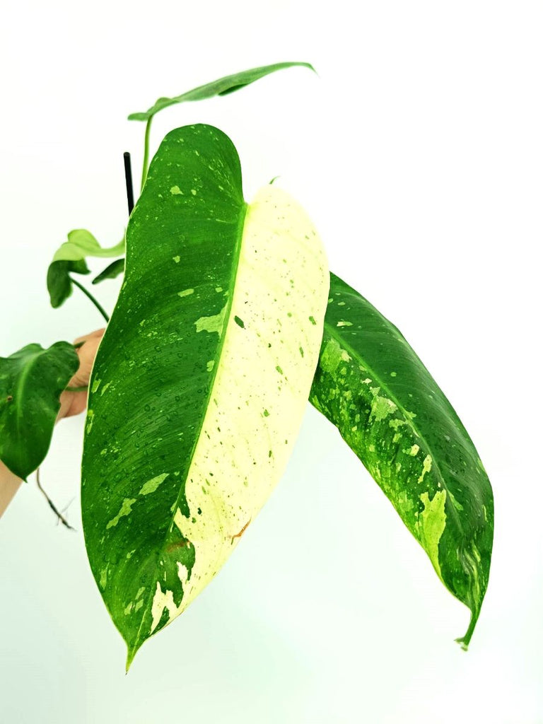 Philodendron jose buono variegata