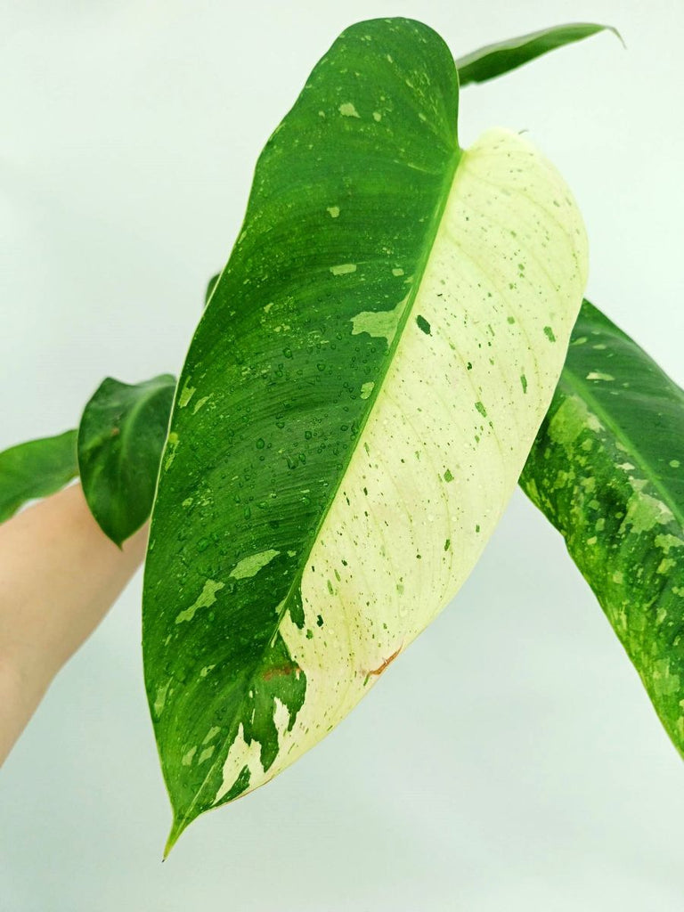 Philodendron jose buono variegata