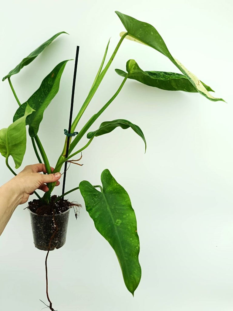 Philodendron jose buono variegata