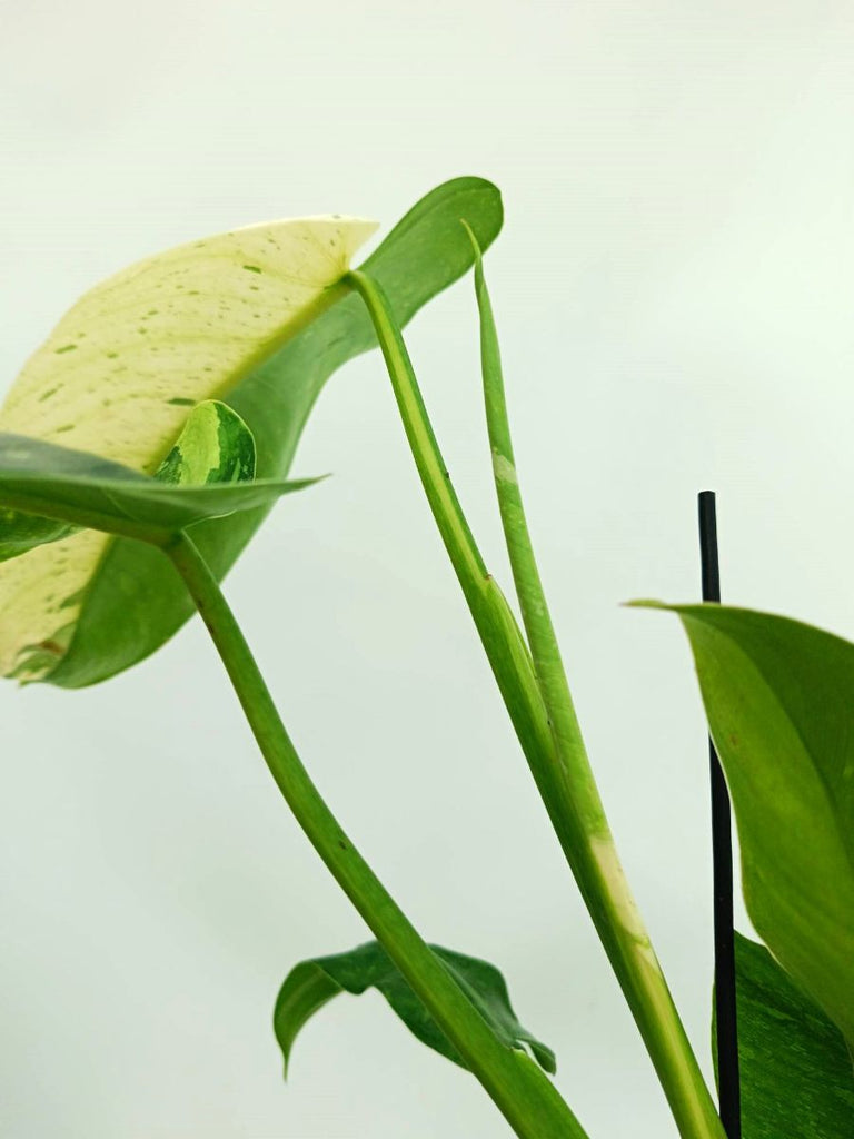 Philodendron jose buono variegata