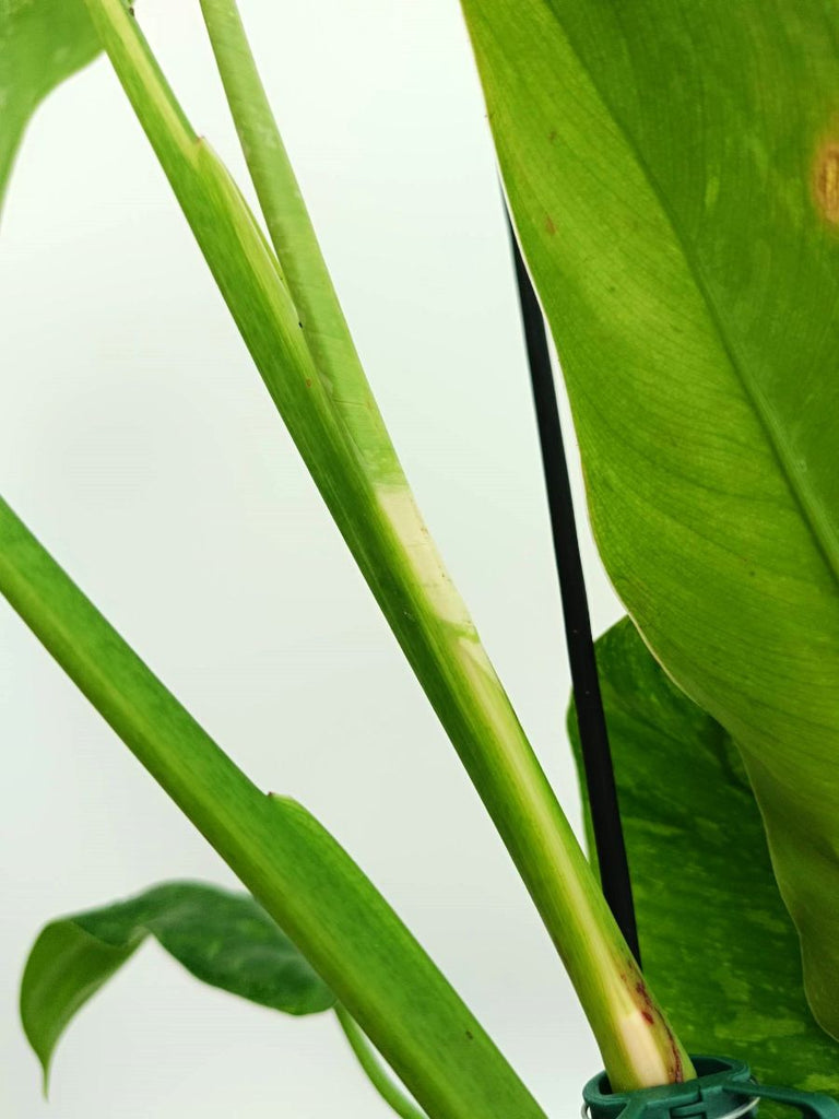 Philodendron jose buono variegata