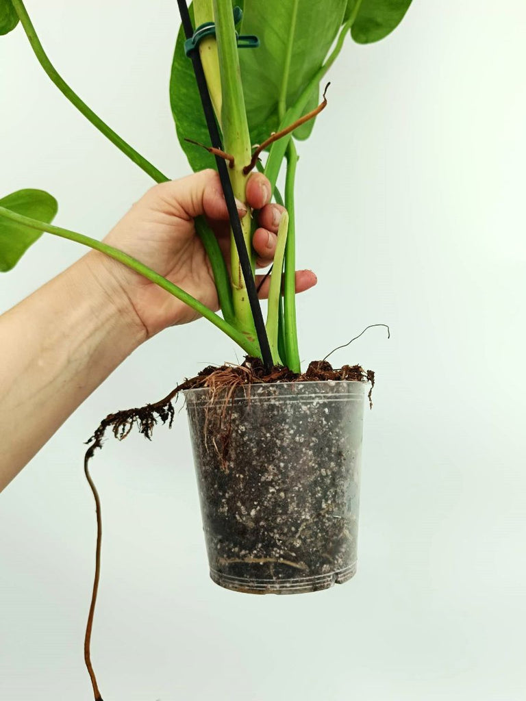 Philodendron jose buono variegata
