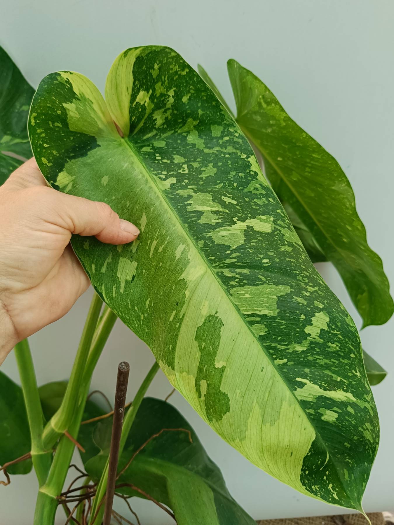 philodendron josebuono Philodendron Jose Buono variegata XXL
