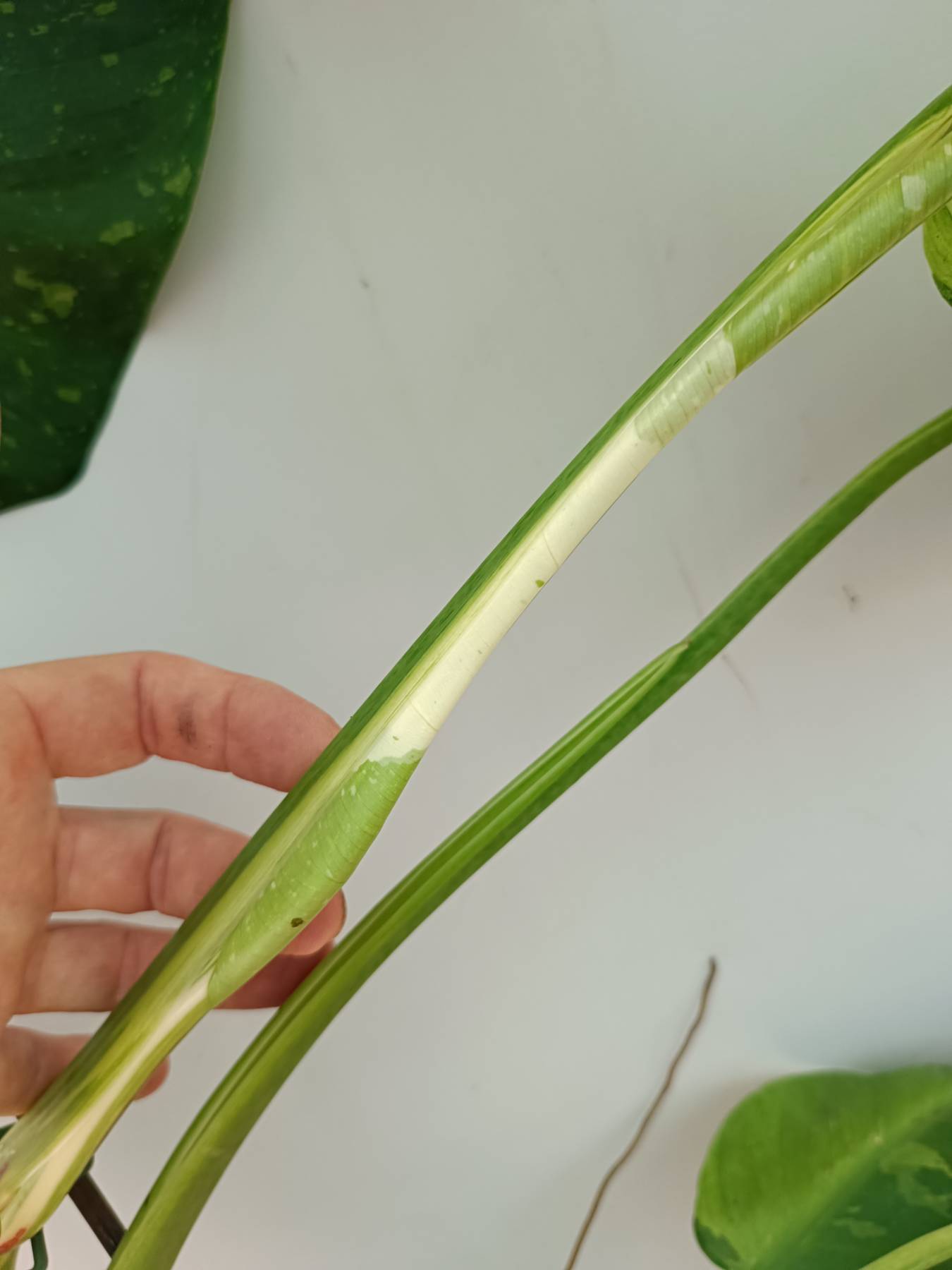 Philodendron Jose Buono variegata 