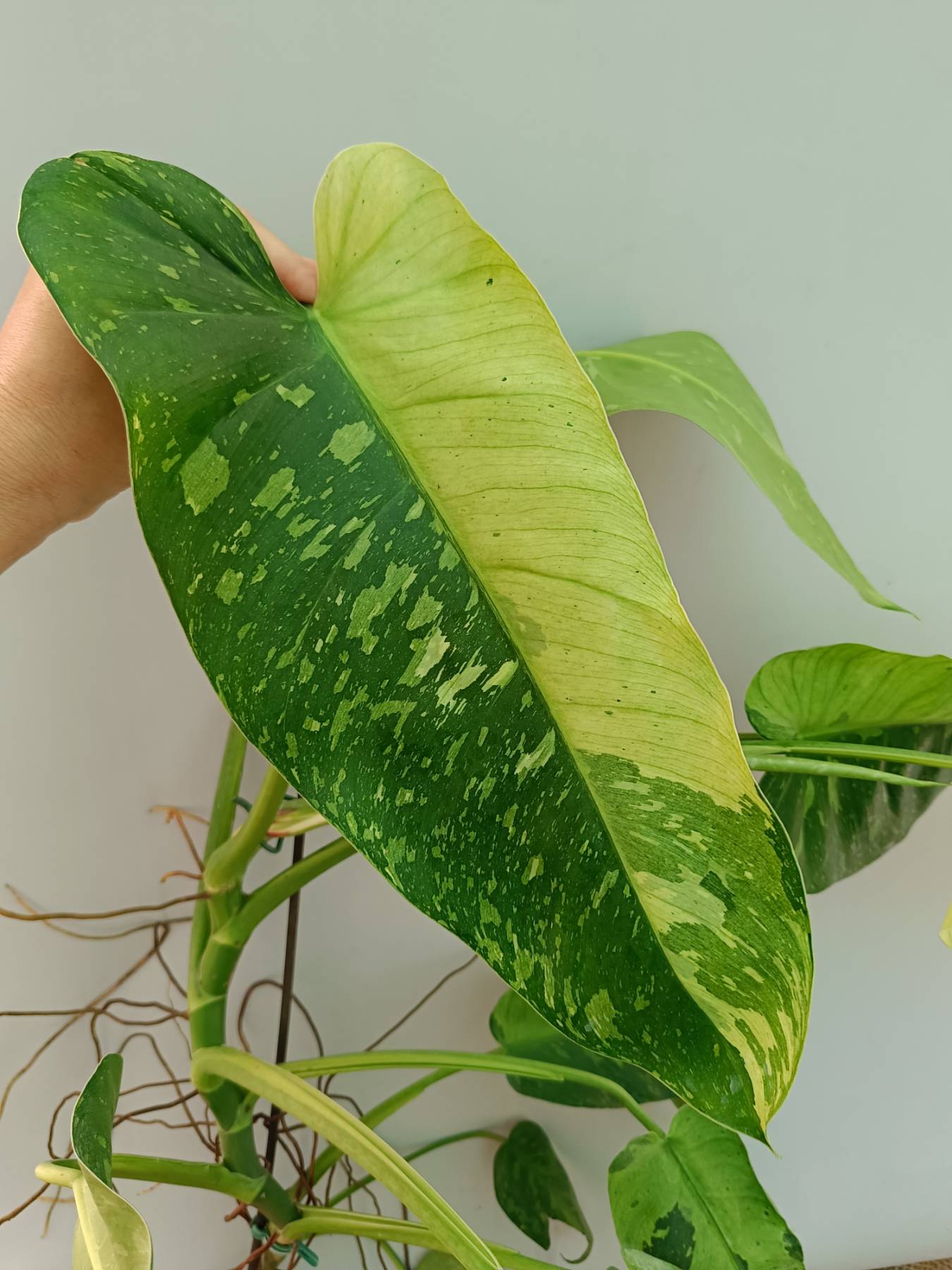 Philodendron Jose Buono variegata 