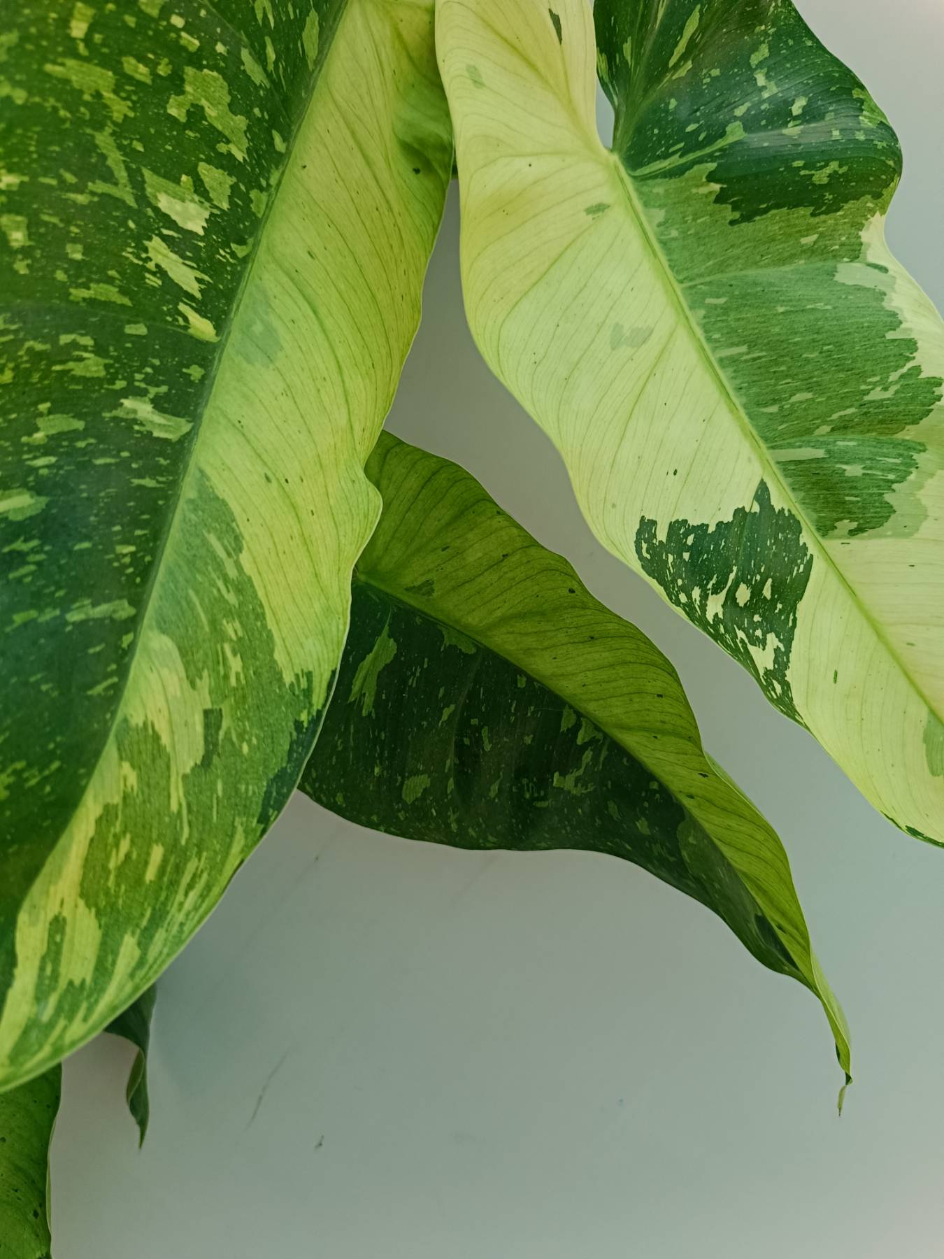 Philodendron Jose Buono variegata 