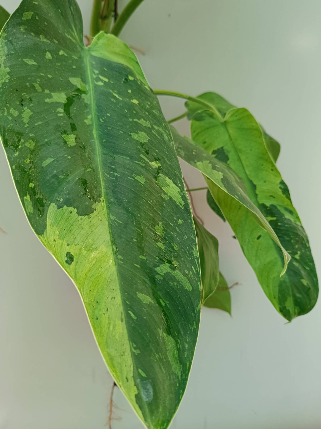Philodendron Jose Buono variegata 