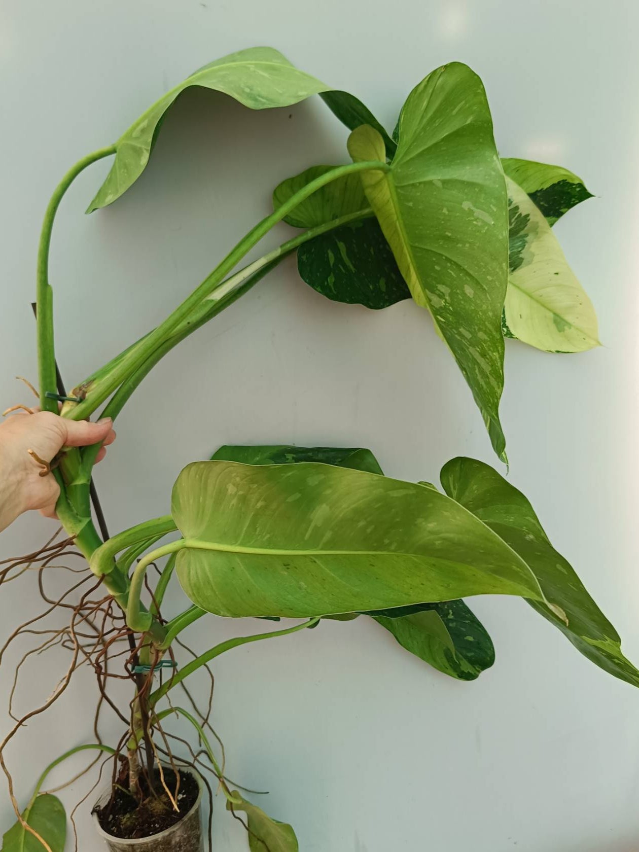 Philodendron Jose Buono variegata 