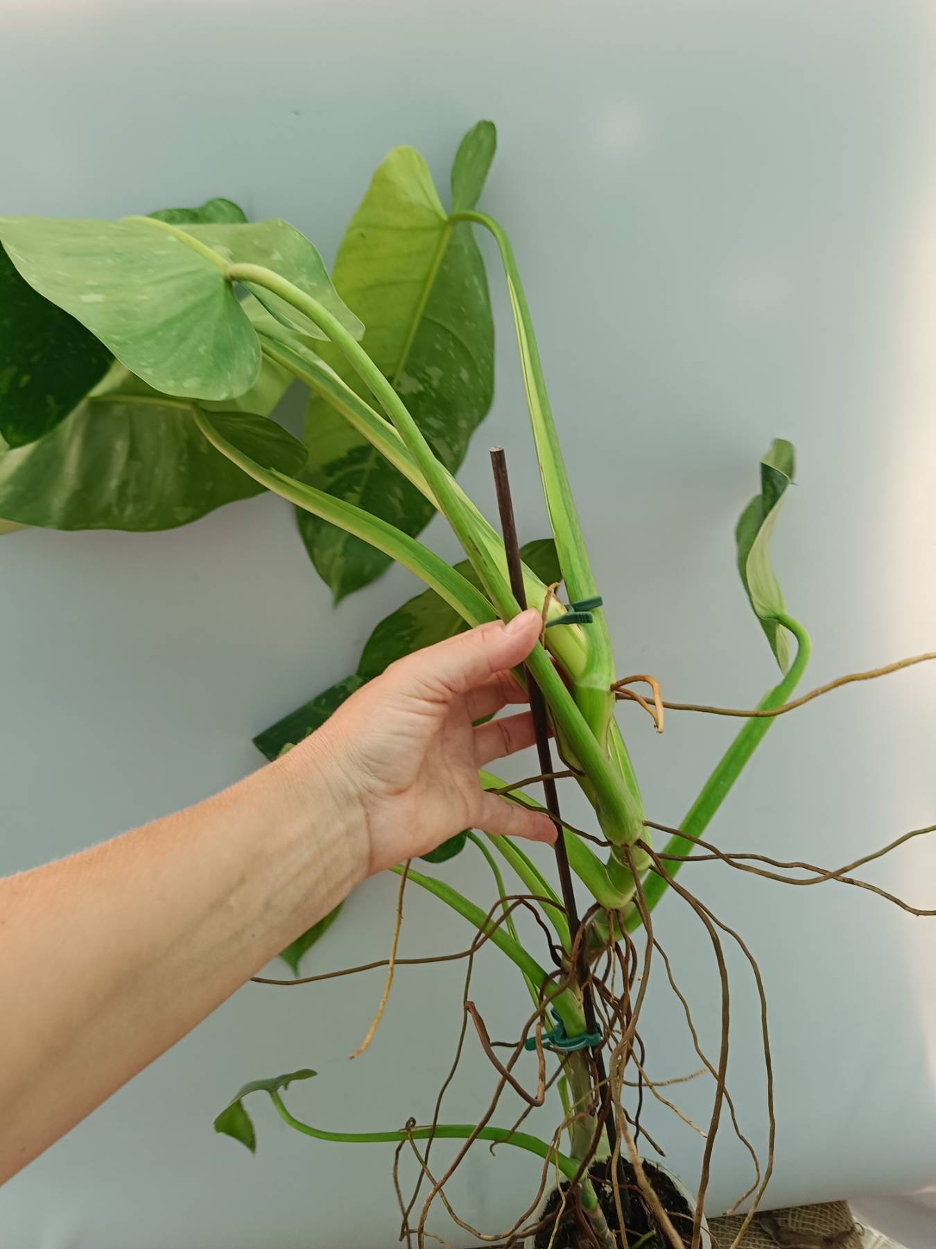 Philodendron Jose Buono variegata 