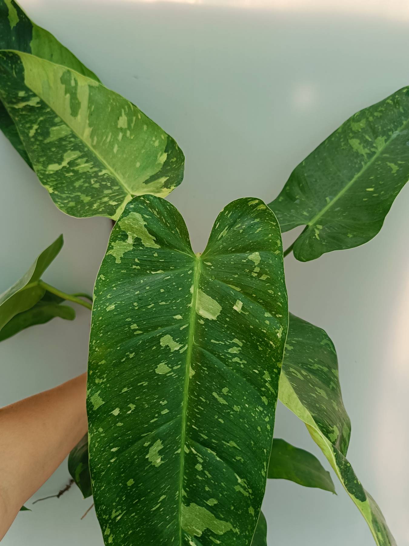 philodendron jose buono vs imbe Philodendron Jose Buono variegata XXL