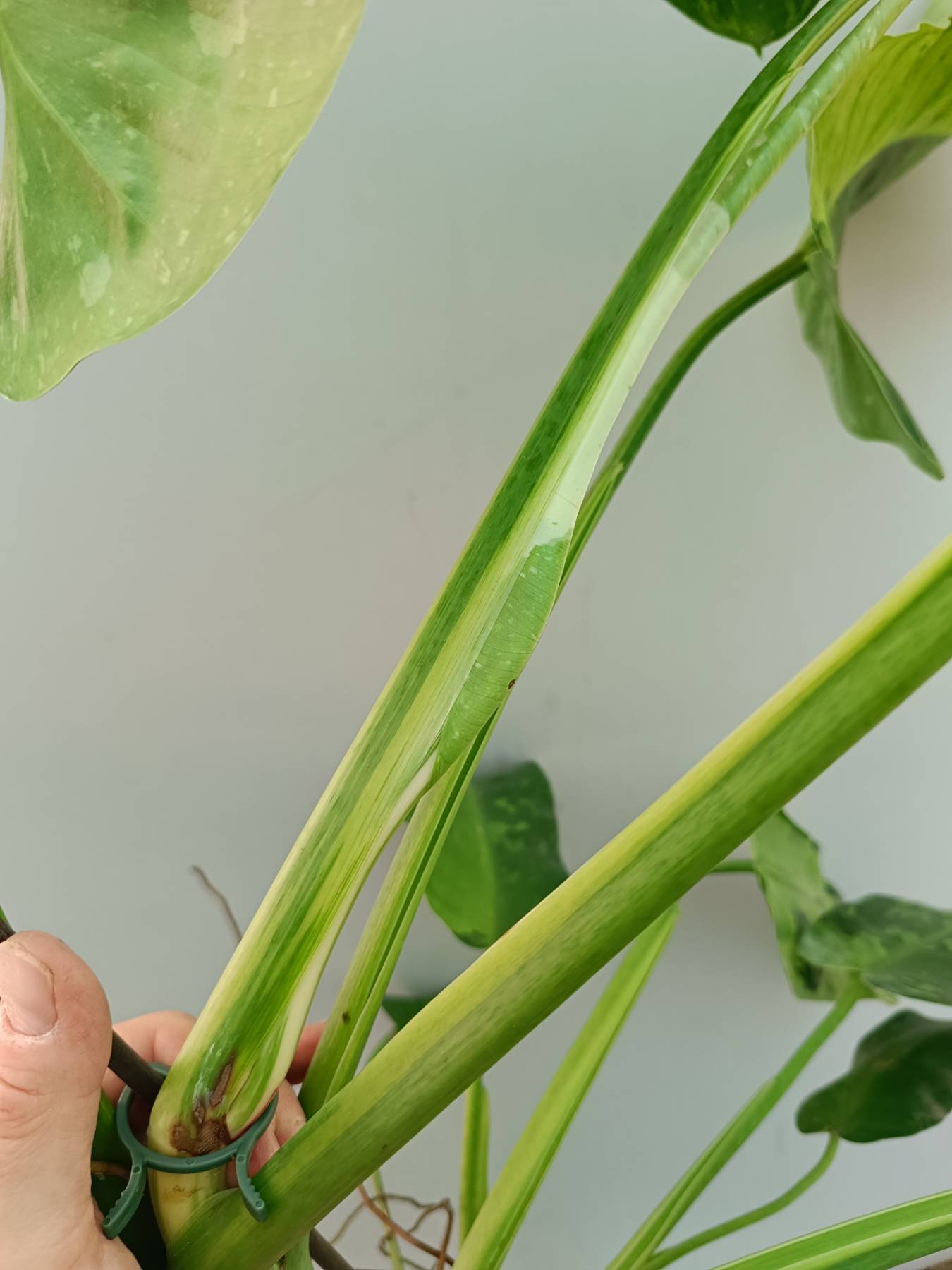 Philodendron Jose Buono variegata 