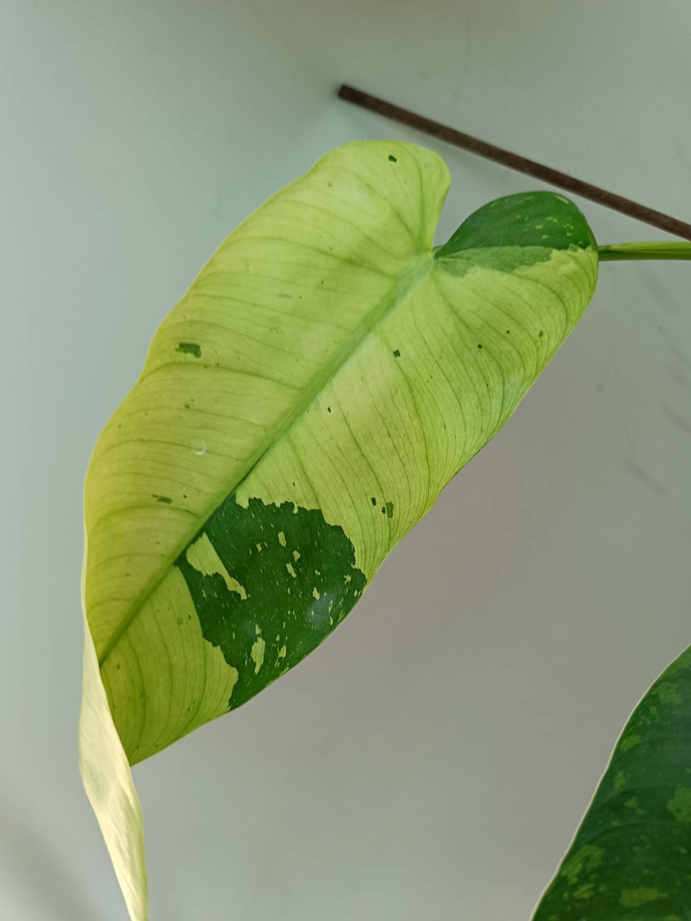 ebay philodendron Philodendron Jose Buono variegata XL