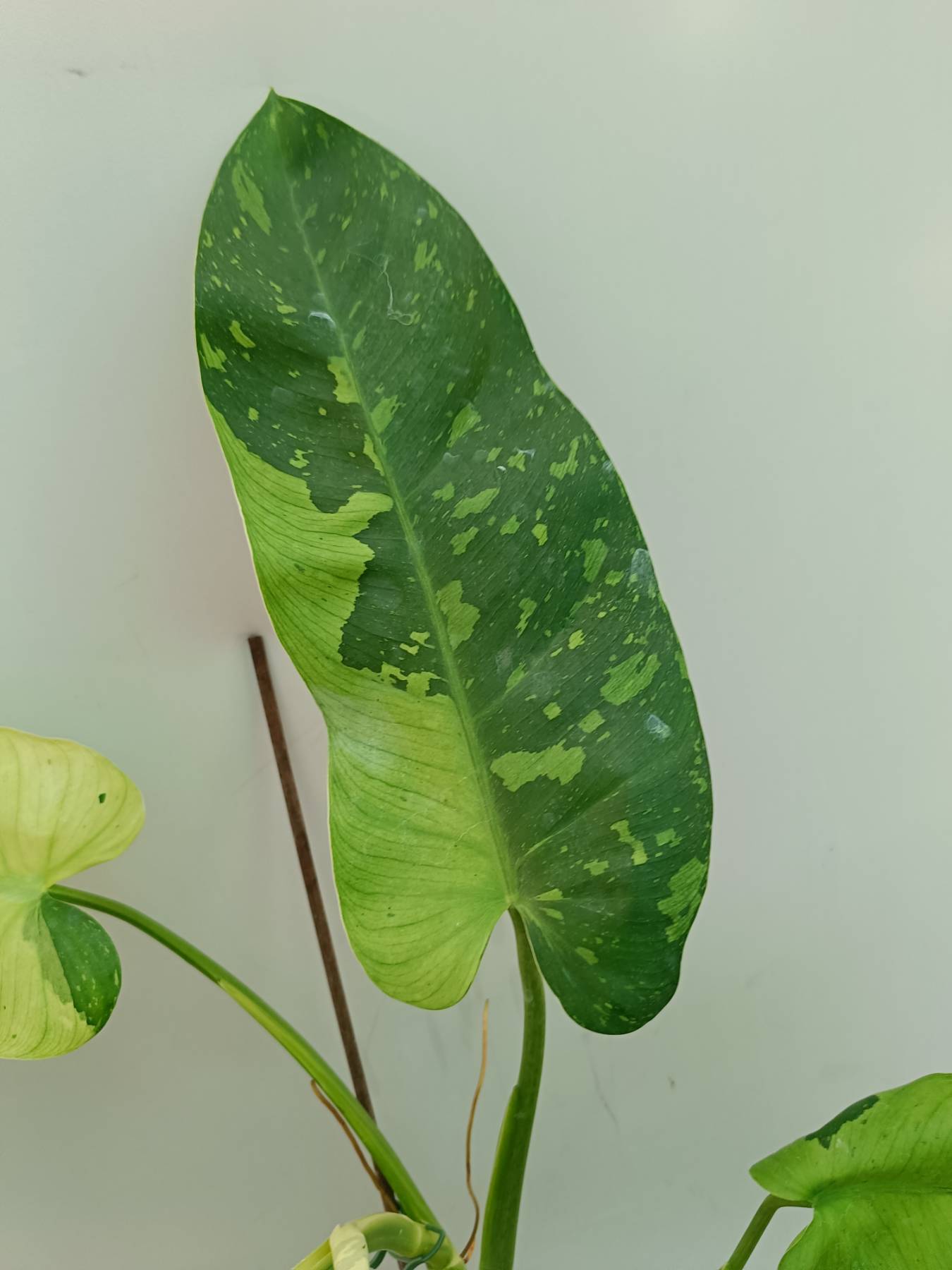 Philodendron Jose Buono variegata 