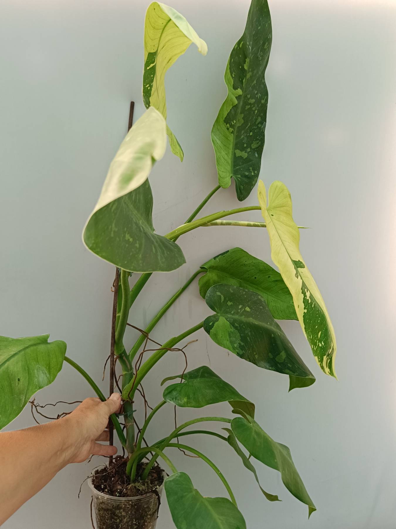 philodendron jose buono mature Philodendron Jose Buono variegata XL