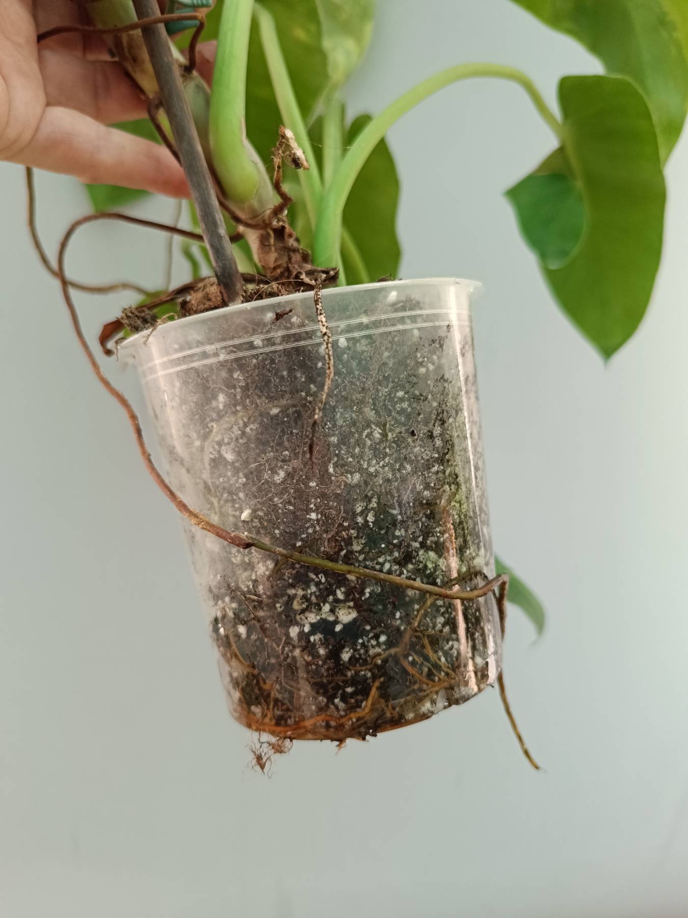 Philodendron Jose Buono variegata 