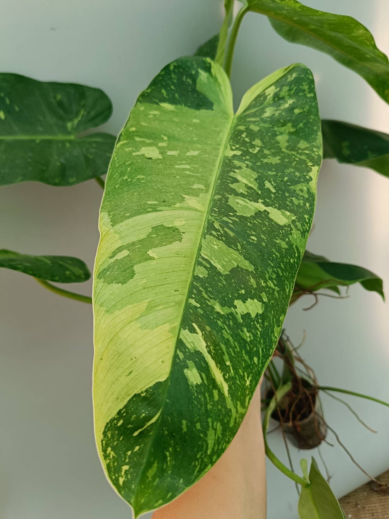 Philodendron Jose Buono variegata 