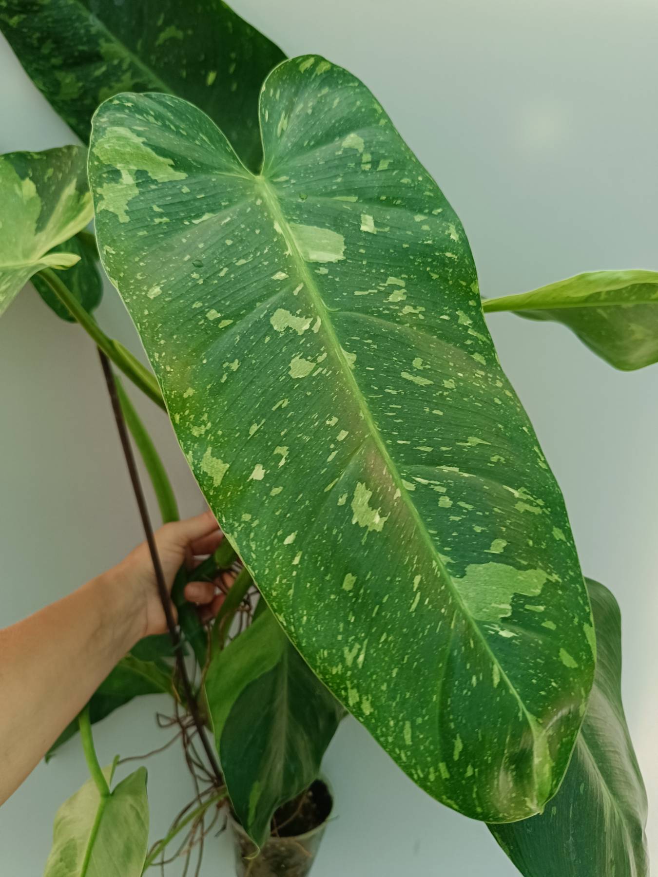 Philodendron Jose Buono variegata 