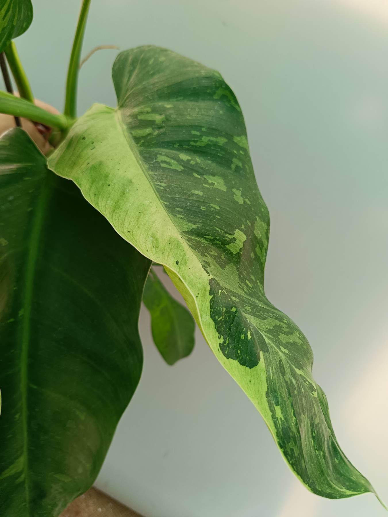 Philodendron Jose Buono variegata 