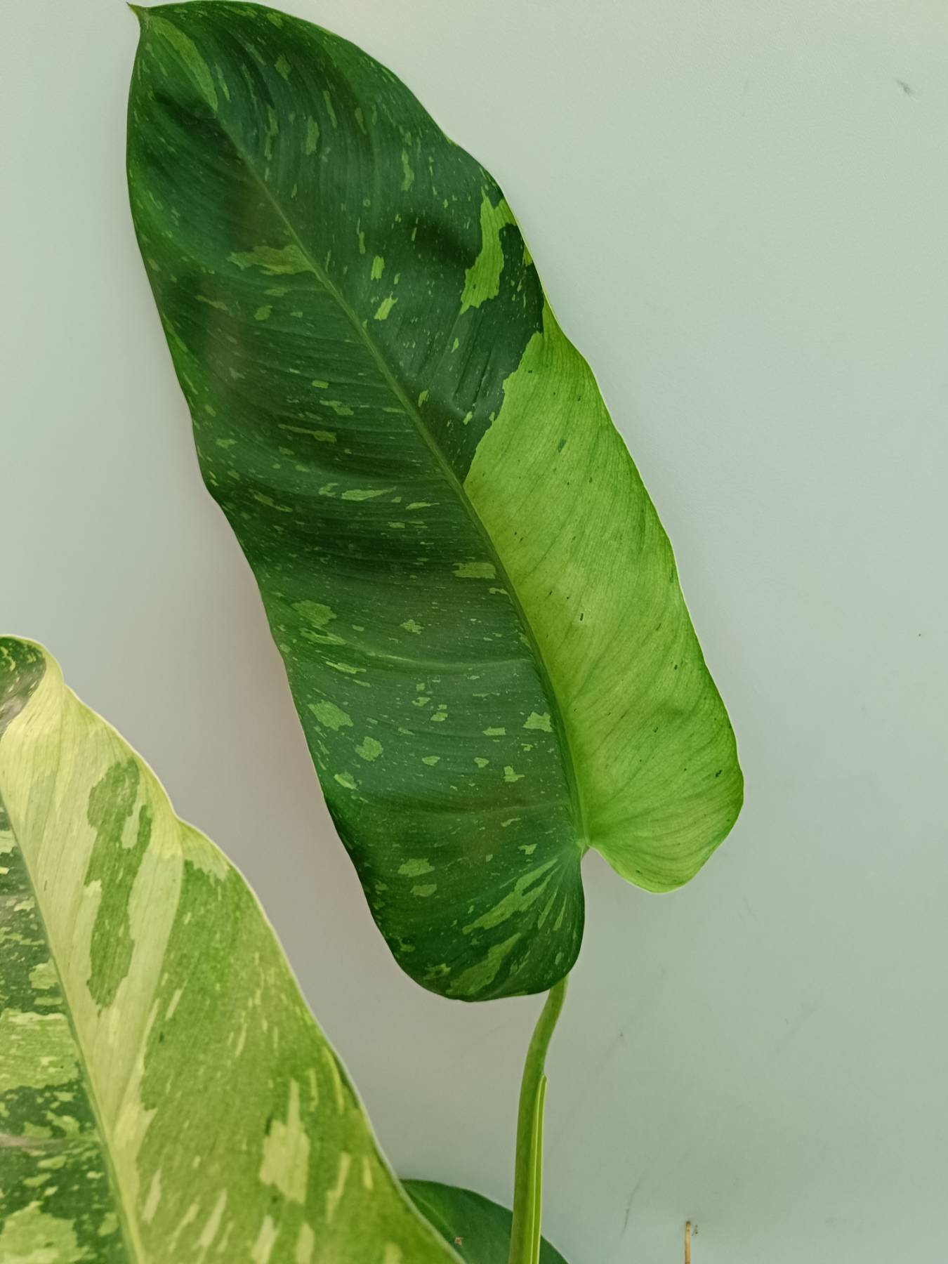 Philodendron Jose Buono variegata 