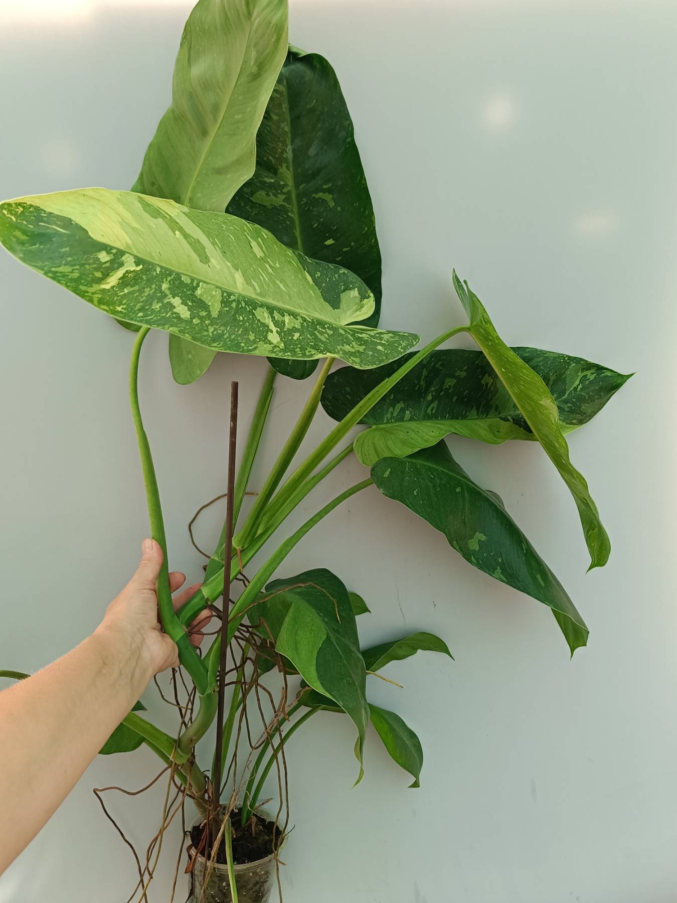 Philodendron Jose Buono variegata 