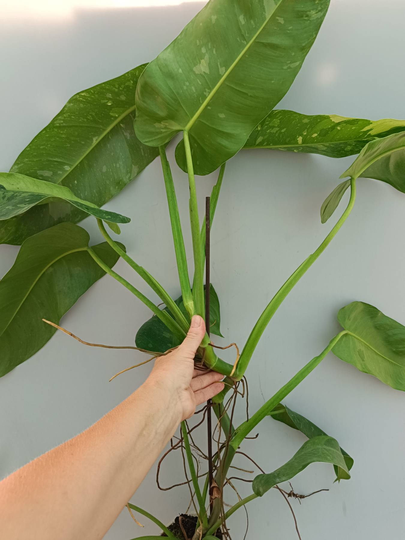 Philodendron Jose Buono variegata 