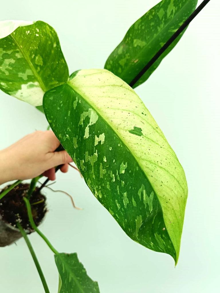 Philodendron jose buono variegata