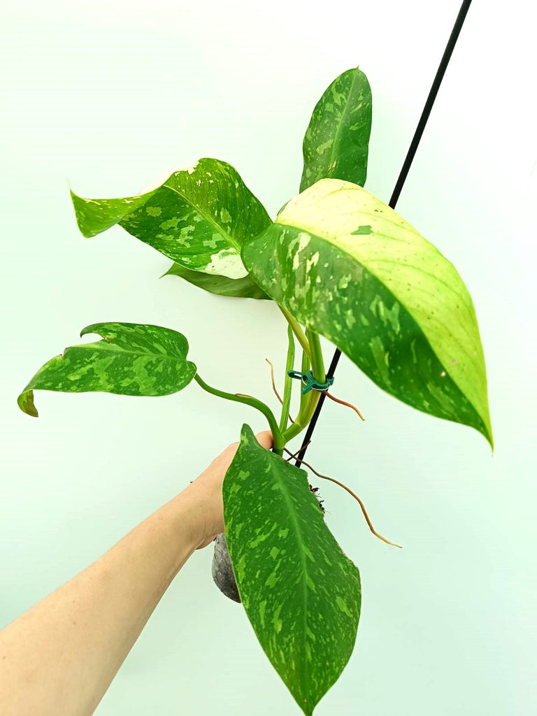 Philodendron jose buono variegata